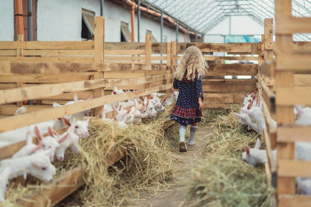 Widok z dzieckiem spacery w stodole z kóz tyłu - Zdjęcie, obraz