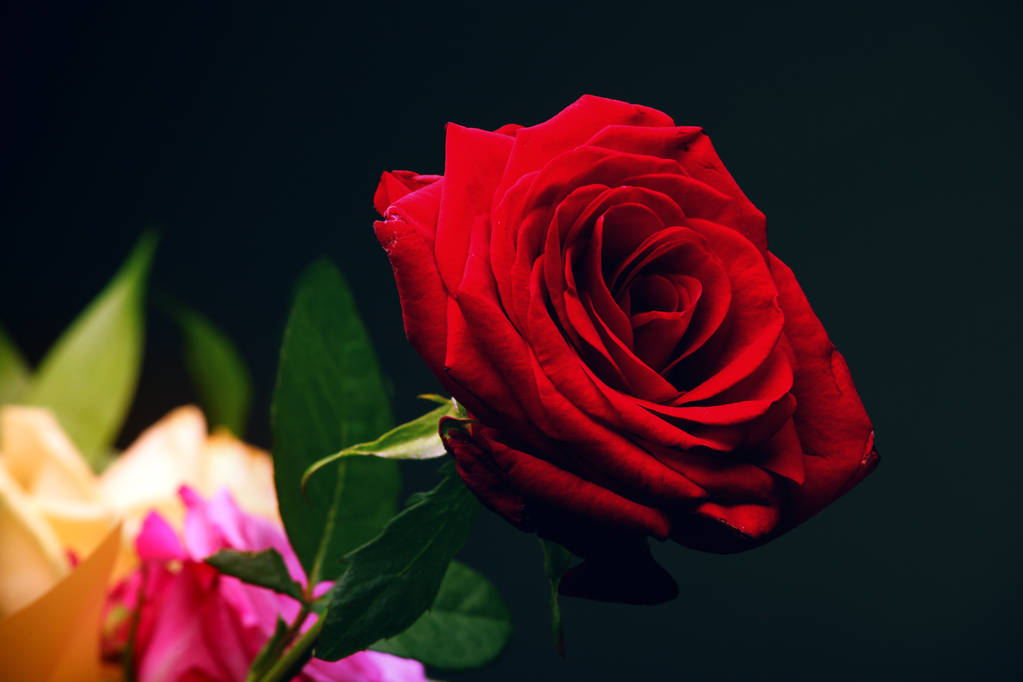 rosa roja flores fondo oscuro
 - Foto, imagen