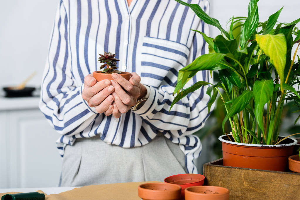 обрізаний знімок старшої жінки, що тримає красиву маленьку рослину з горщиками
  - Фото, зображення