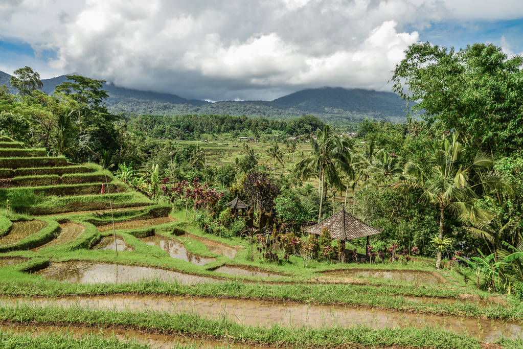 grüne reisfelder auf bali insel, jatiluwih bei ubud, indonesisch - Foto, Bild