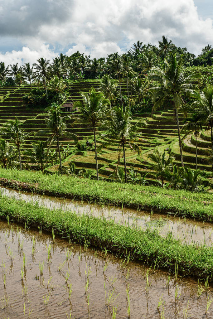Зелені поля рису на острові Балі, Ятілувія поблизу Убуда (Індонезія). - Фото, зображення