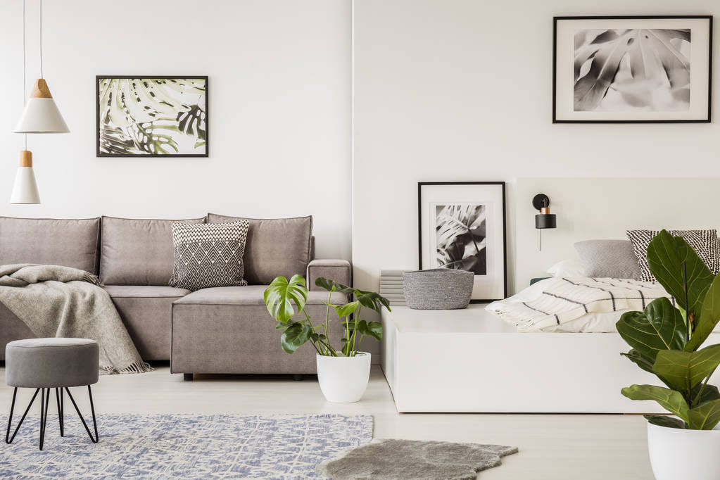 Planta entre sofá gris y cama en plataforma en el interior de espacio abierto blanco con carteles. Foto real
 - Foto, imagen