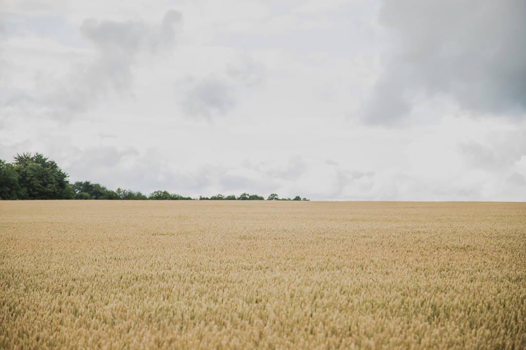 Hintergrund mit Weizen auf dem Feld - Foto, Bild