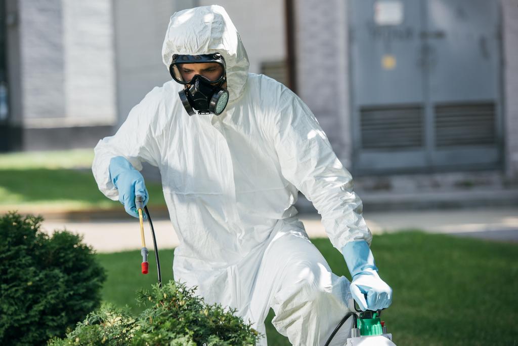 работник борьбы с вредителями в униформе распыления химических веществ на кусты
 - Фото, изображение