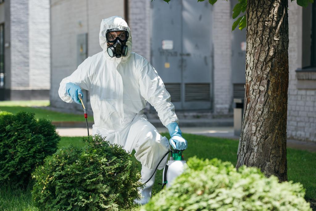 працівник боротьби з шкідниками в рівномірних розпилювальних хімічних речовинах на кущі
   - Фото, зображення