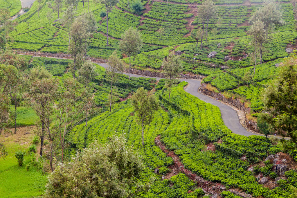 Plantacje herbaty w górach wokół firmy Lipton siedzenia w pobliżu Haputale, Sri Lanka - Zdjęcie, obraz