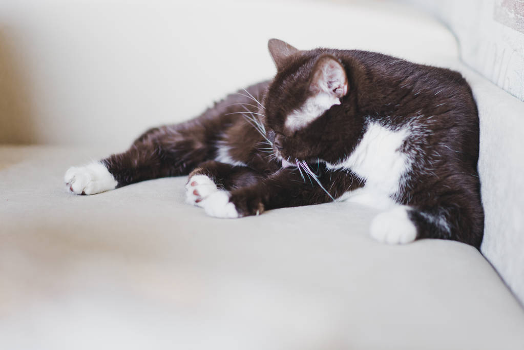 İngiliz kedi kanepede yatan doğurmak ve kendini yıkar - Fotoğraf, Görsel