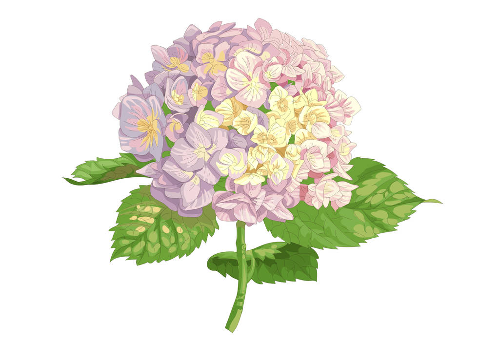 Illustrazione realistica altamente dettagliata del fiore dell'ortensia isolato su bianco. Buono per matrimonio progettazione floreale, biglietti di auguri - Vettoriali, immagini