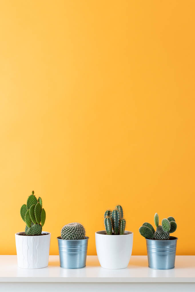 Zbiór różnych kaktusów w różnych doniczkach. Doniczkowe domu Kaktus na białym półka musztarda ścianę kolorowe pastelowe. - Zdjęcie, obraz
