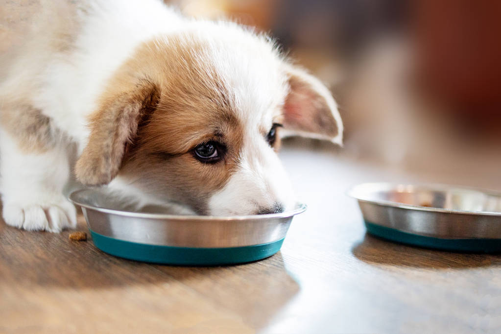 Lindo cachorro comiendo comida seca
. - Foto, Imagen
