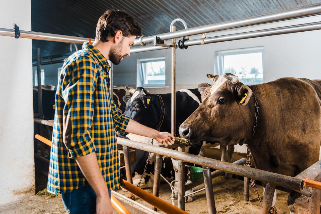 vue latérale du beau fermier nourrissant la vache avec du foin dans l'écurie
 - Photo, image