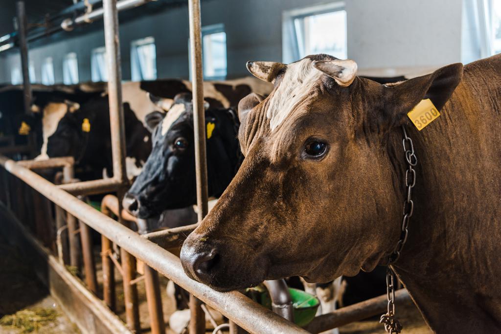 корови, що стоять в ряд в стайні на фермі
 - Фото, зображення