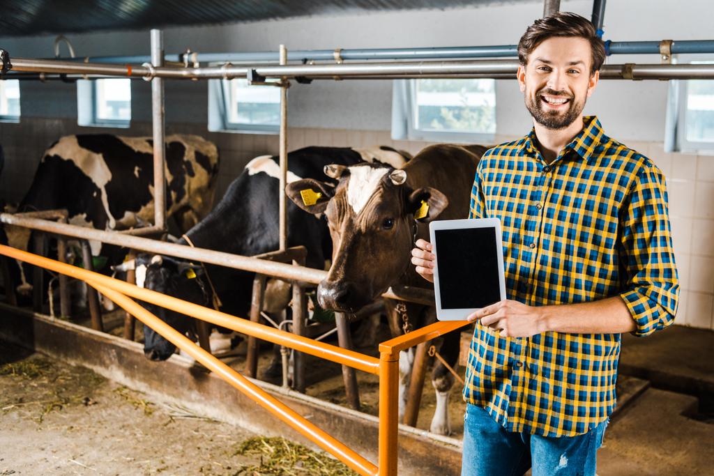 fazendeiro sorrindo bonito mostrando tablet com tela em branco em estável com vacas
 - Foto, Imagem