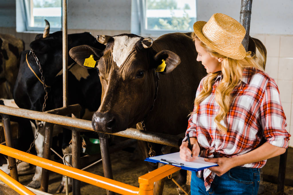 atractivo granjero en sombrero de paja sujetando portapapeles y mirando a las vacas en establo
 - Foto, imagen