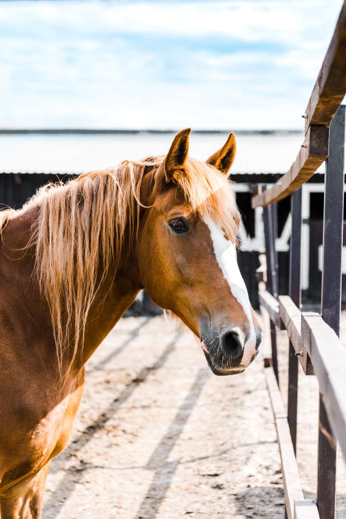 jeden piękny brązowy koń stoi w stajni na ranczo i patrząc na kamery - Zdjęcie, obraz