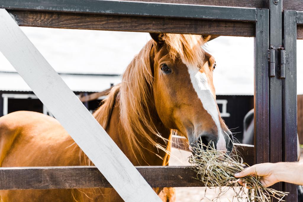 geschnittenes Bild eines Bauern, der braunes Pferd im Stall mit Heu füttert - Foto, Bild