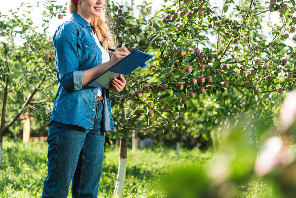 bijgesneden afbeelding van boer Klembord holding in appel tuin op boerderij - Foto, afbeelding