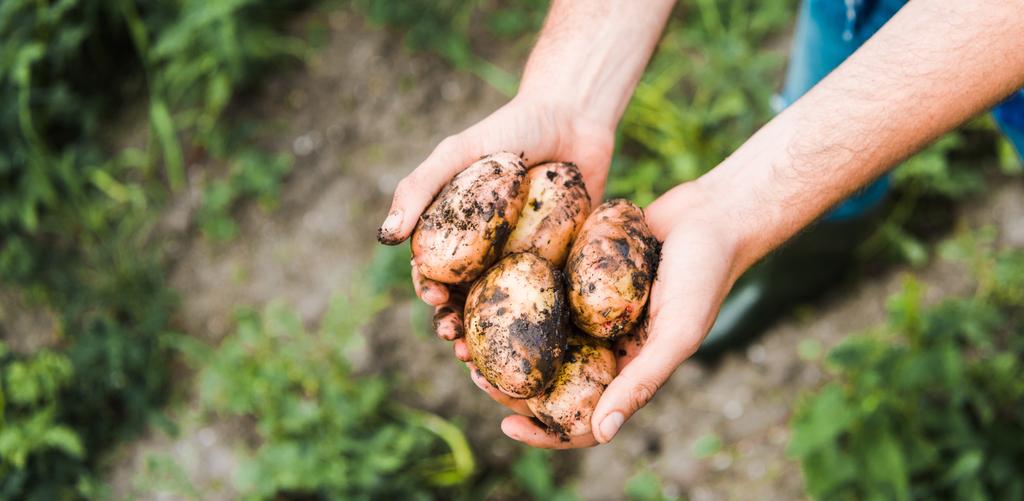 Обрезанное изображение фермера, держащего спелый картофель в руках в поле  - Фото, изображение