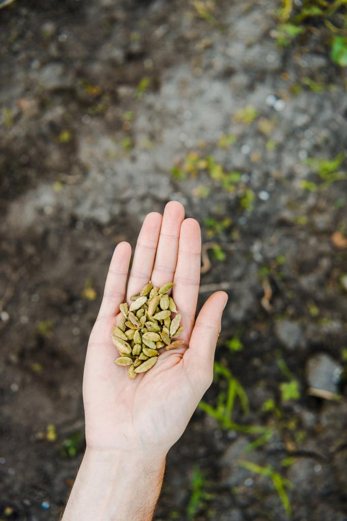 Cropped image of farmer holding cardamom seeds in hand above soil - Photo, Image