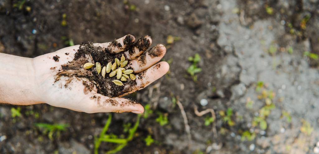 Обрезанное изображение фермера, держащего семена кардамона с почвой в поле на ферме
 - Фото, изображение