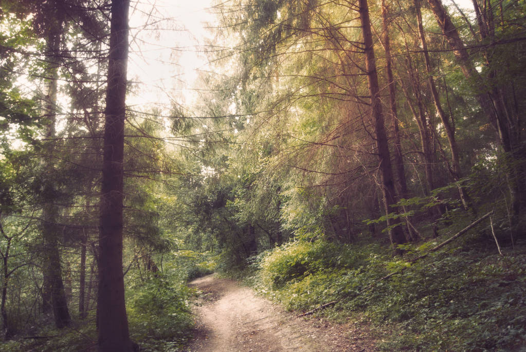 El camino a través del misterioso bosque ruso
. - Foto, Imagen