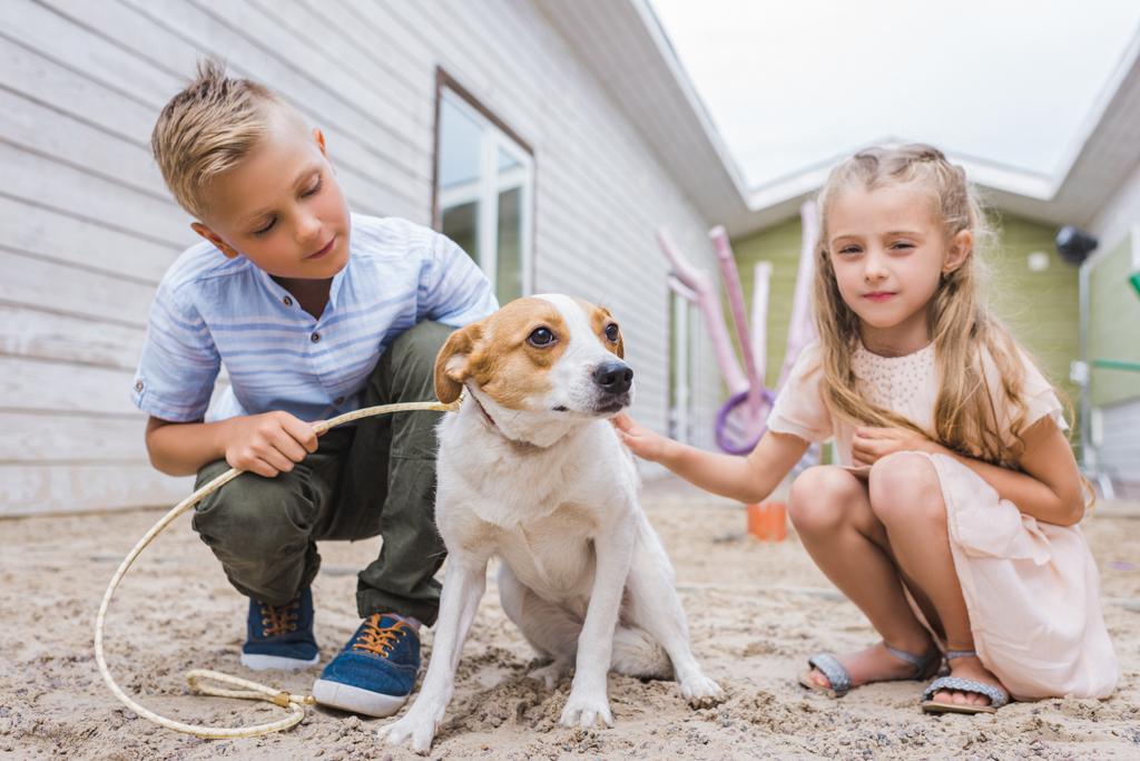 兄と妹の動物避難所で犬と遊ぶと養子縁組のための選択 - 写真・画像