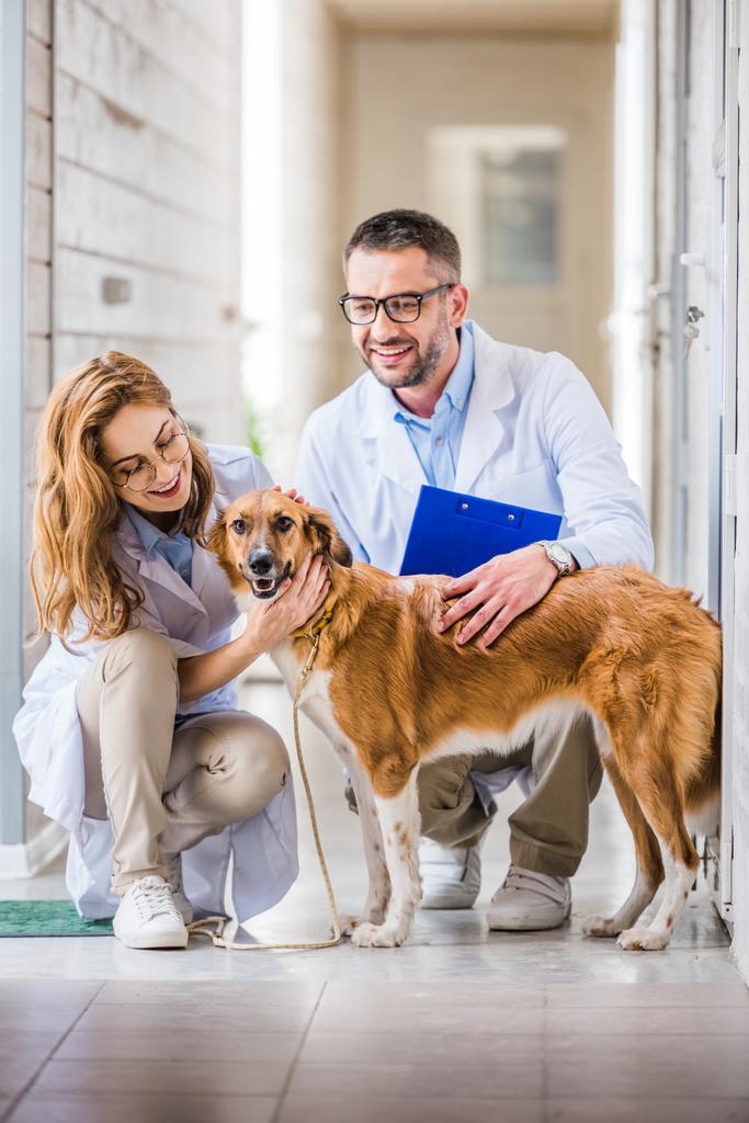 két állatorvosok guggolva és palming aranyos kutya, állat-egészségügyi klinikán - Fotó, kép