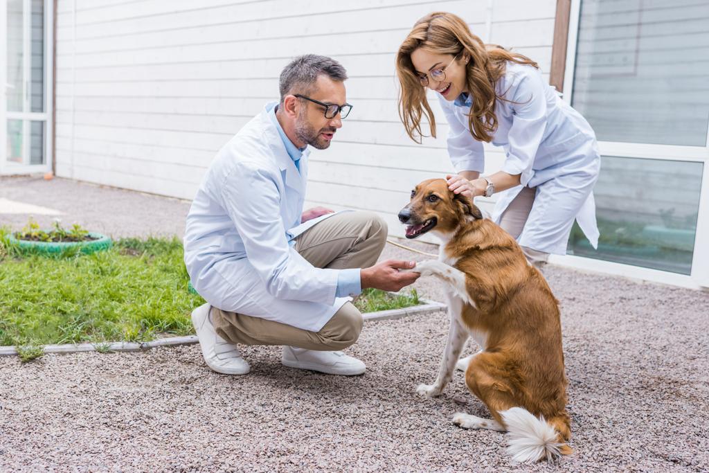 θηλυκά και αρσενικά κτηνίατροι palming σκύλο στην αυλή στην κτηνιατρική κλινική - Φωτογραφία, εικόνα