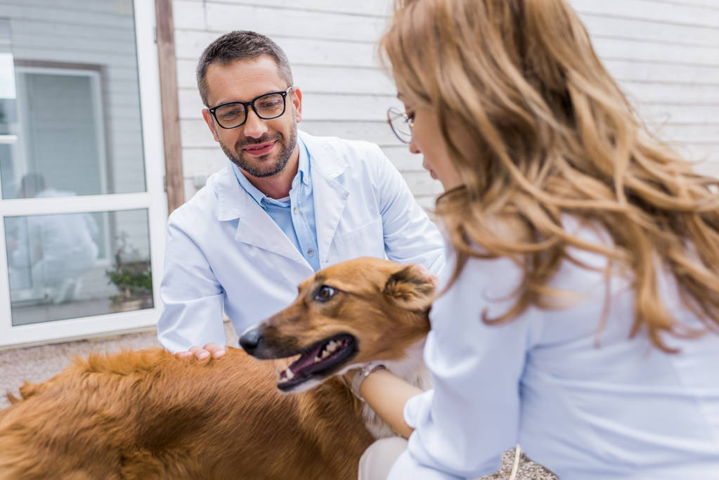 dva lékaři palming psa na veterinární klinice - Fotografie, Obrázek