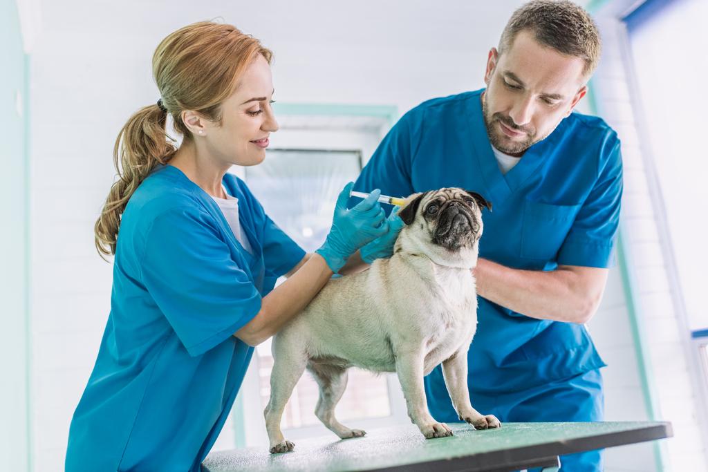 dwóch lekarzy weterynarii, Dokonywanie wtrysku do Mops pies w klinice weterynaryjnej - Zdjęcie, obraz