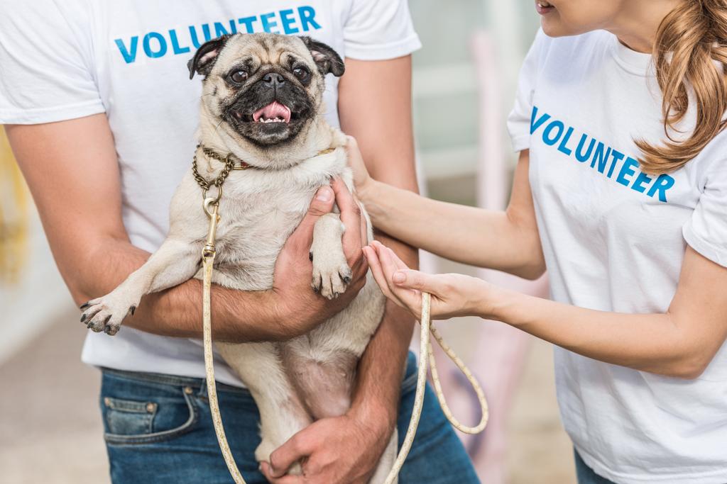 Oříznout obrázek dvou dobrovolníků zvířata útulek drží pes Mops - Fotografie, Obrázek