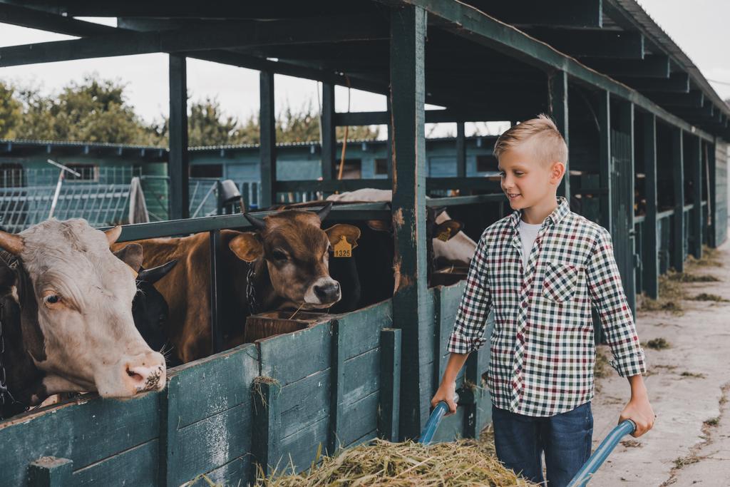 ragazzo felice spingendo carriola con erba e guardando le mucche in stalla
 - Foto, immagini