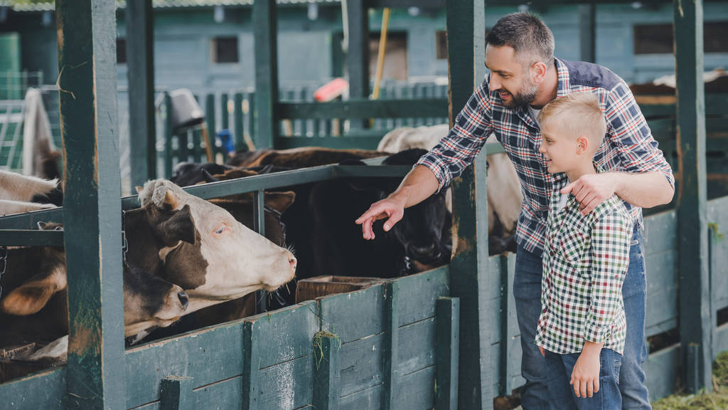 vista lateral de feliz padre e hijo en camisas a cuadros mirando a las vacas en establo
  - Foto, Imagen