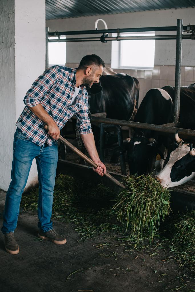 Lächelnder Bauer mittleren Alters, der Kühe mit Gras füttert - Foto, Bild