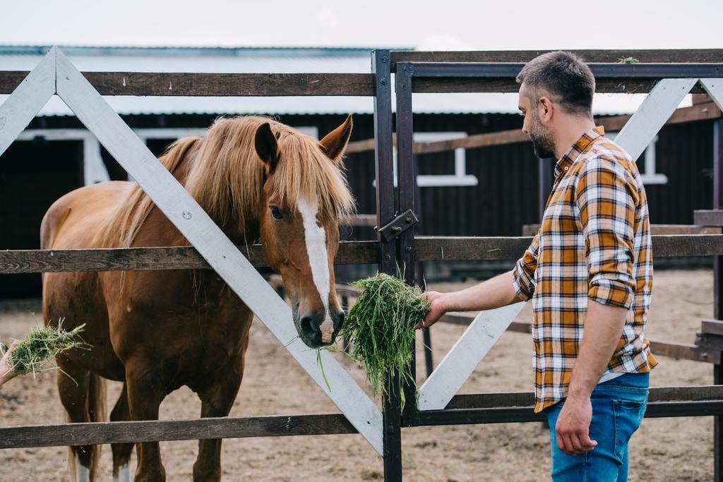 side view of farmer holding grass and feeding horse in stable - Photo, Image