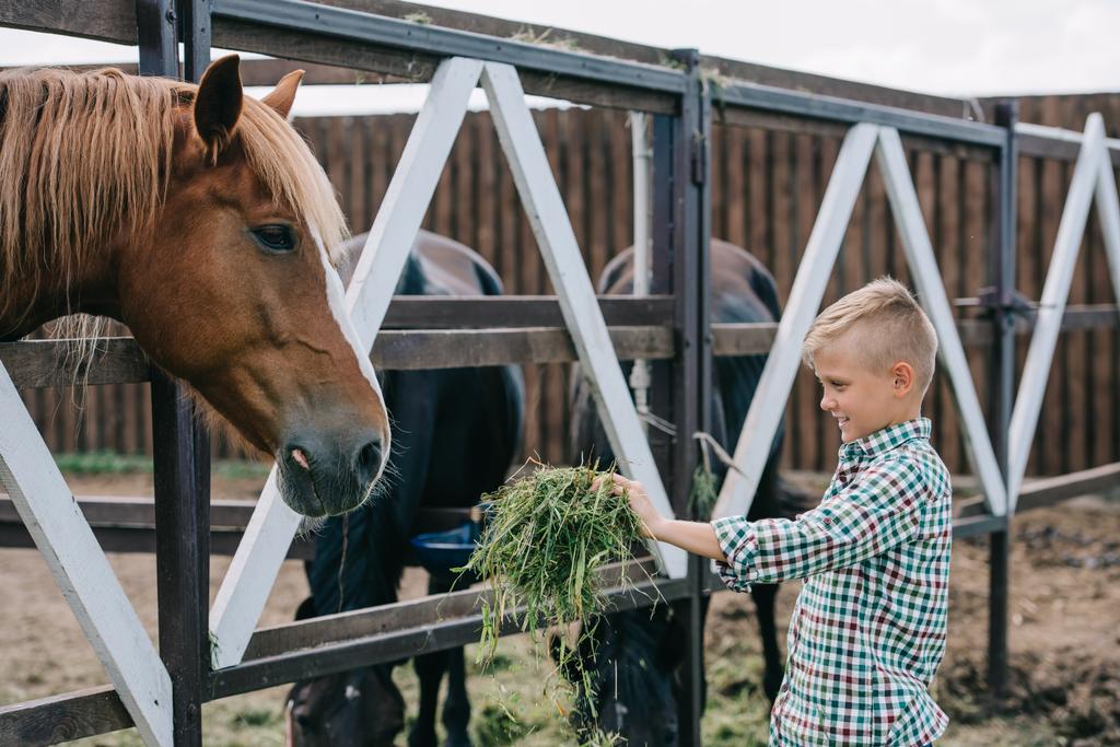 s úsměvem chlapce hospodářství trávy a krmení koně v kabince - Fotografie, Obrázek