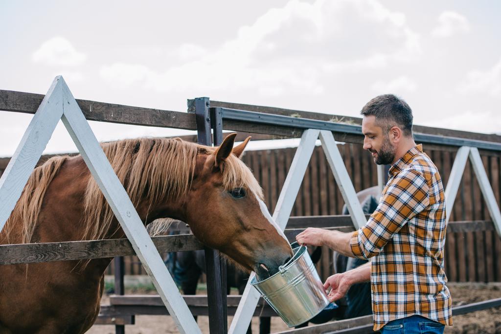 side view of farmer holding bucket and feeding horse in stable - Photo, Image