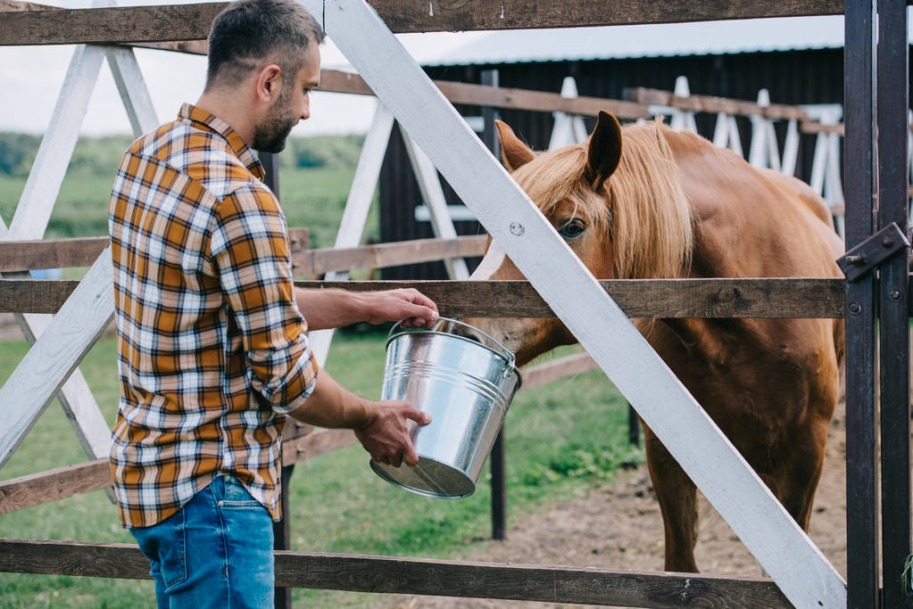 granjero de mediana edad sosteniendo cubo y caballo de alimentación en establo
 - Foto, Imagen