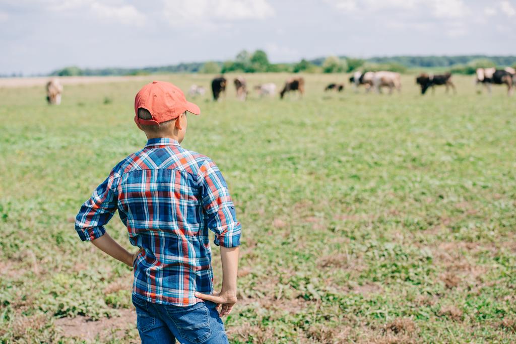 back view of boy in cap standing and looking at cows grazing in field  - Photo, Image