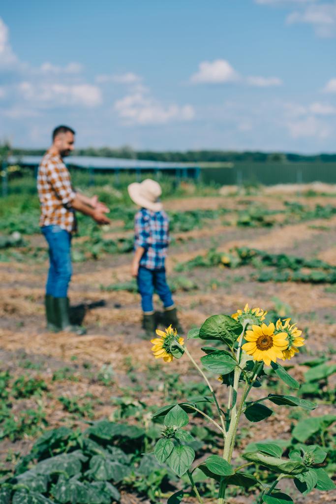 mooie bloeiende zonnebloemen en vader en zoon werken op boerderij achter - Foto, afbeelding