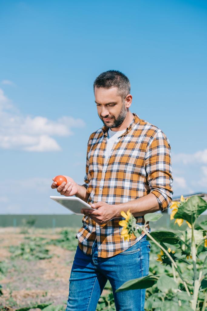 όμορφος αγρότης κρατώντας ώριμη ντομάτα και χρησιμοποιώντας ψηφιακή δισκίο ενώ στέκεται στον τομέα - Φωτογραφία, εικόνα