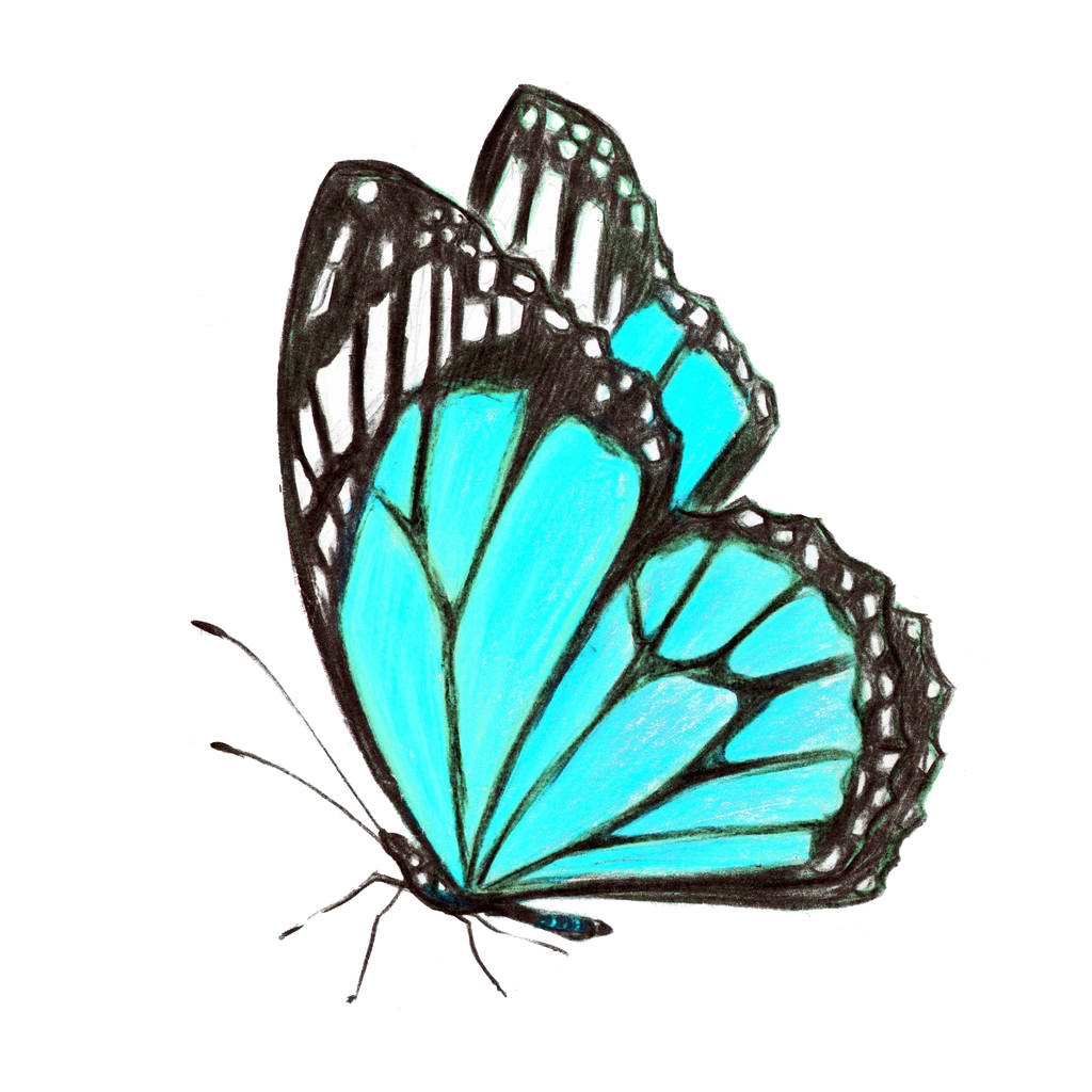 hermosa mariposa, aislado en un blanco, acuarela
 - Foto, imagen