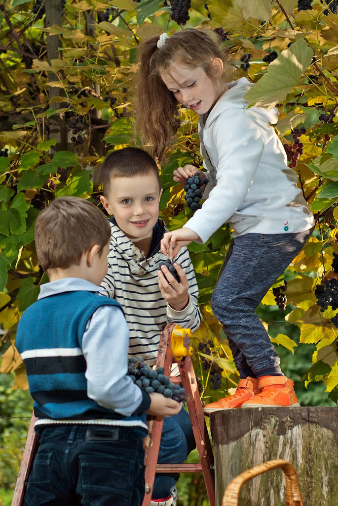 les enfants déchirent les raisins dans le panier. ramasser les raisins d'une échelle
. - Photo, image
