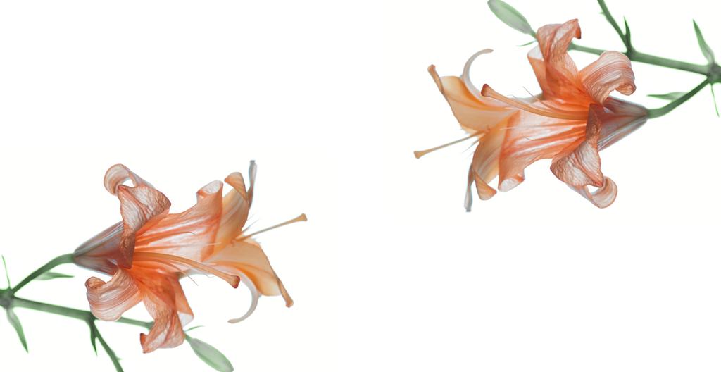 vue rapprochée de belles fleurs de lis orange tendre isolées sur fond blanc
  - Photo, image
