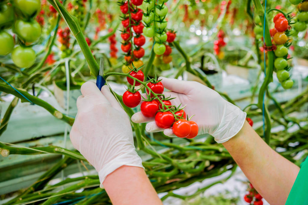 新鮮な収穫のトマト農家の手。女性は手持ち株トマトです。温室効果. - 写真・画像
