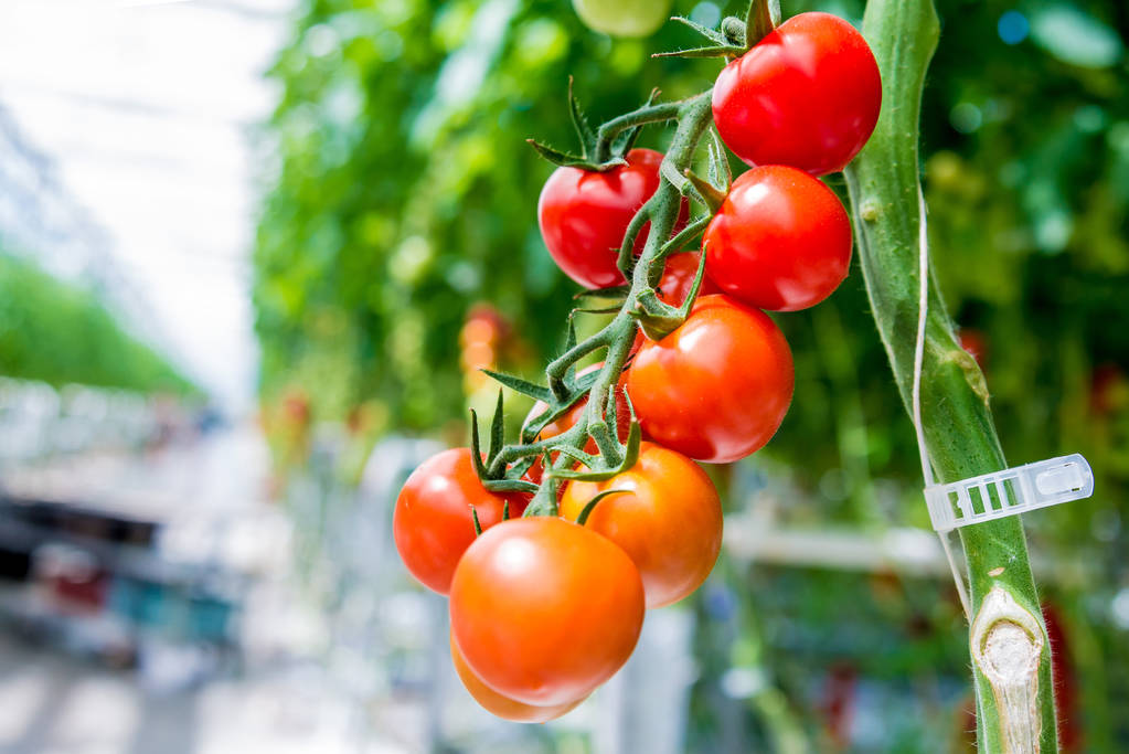 Όμορφες κόκκινες ώριμες ντομάτες που καλλιεργούνται σε θερμοκήπιο. - Φωτογραφία, εικόνα
