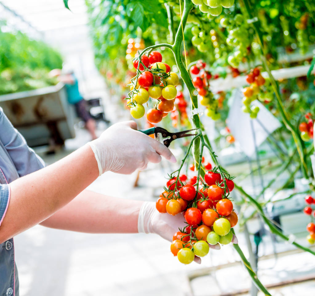 Zemědělci ruce s čerstvě sklizených rajčat. Žena ruce hospodářství rajčata. Skleník. - Fotografie, Obrázek