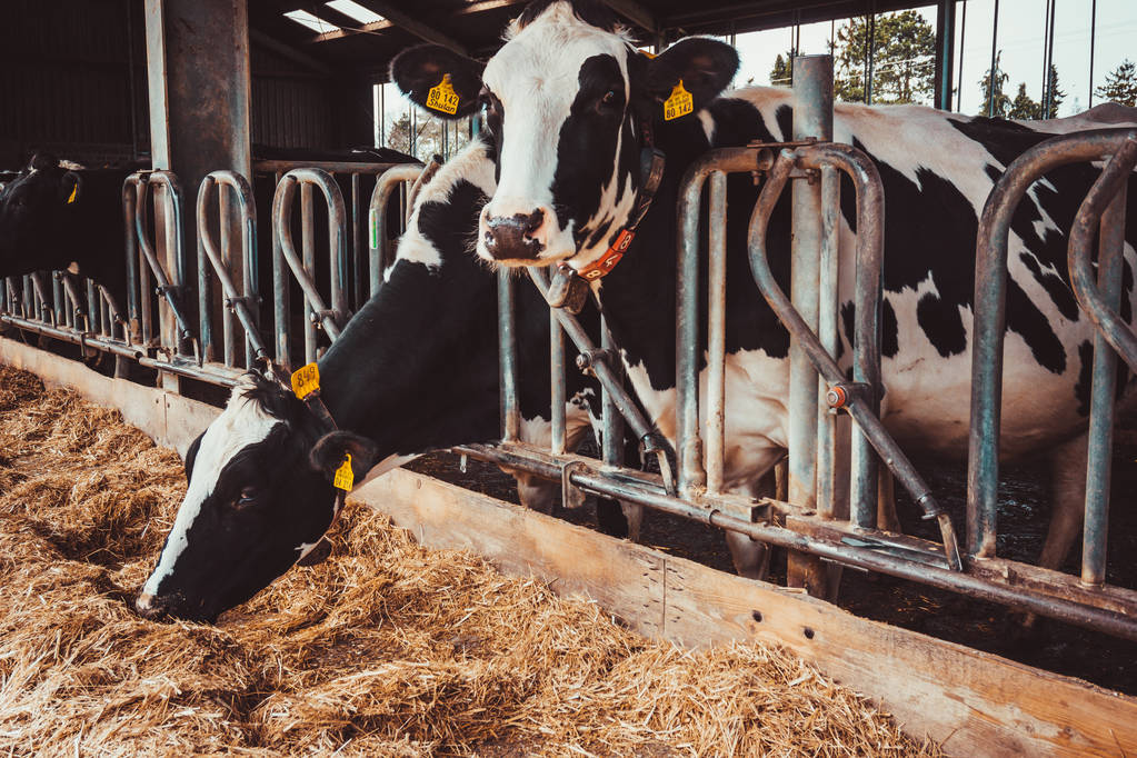 Koeien op de boerderij. landbouwindustrie - Foto, afbeelding