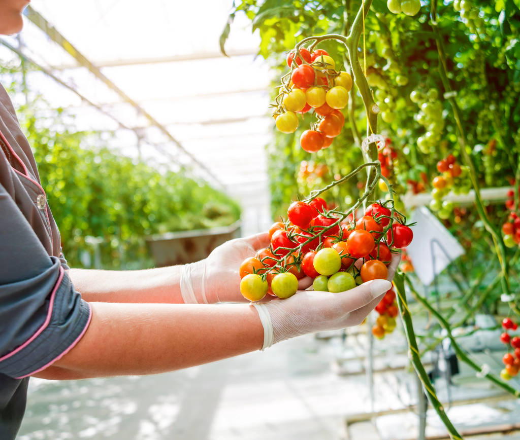 Farmers hands with freshly harvested tomatoes. Woman hands holding tomatoes. Greenhouse. - Photo, Image