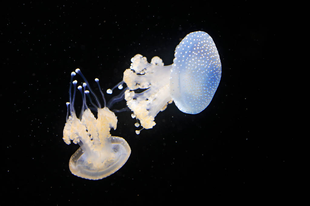 Phyllorhiza punctata, medusa manchada australiana na água do mar escuro. Medusas azuis brancas no habitat oceânico da natureza. Medusa sino flutuante de água do Pacífico, Japão e Austrália
 - Foto, Imagem